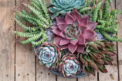 How to grow echeveria | Gardens Illustrated