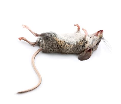 How Do Dead Mice Smell? Is it Recognizable? - Mouse Control - what is the smell of dead mouse