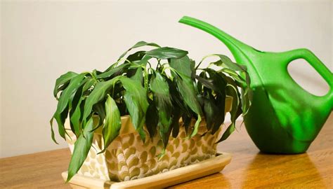 Image result for Humidity in Plants