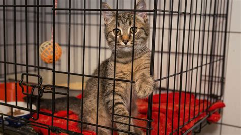 Image result for Power Apps YAML Code