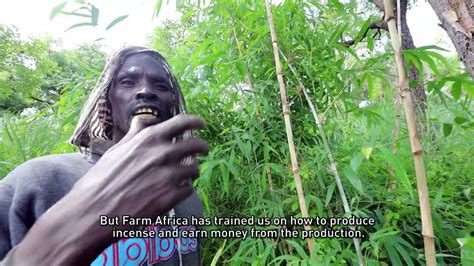 Man-Eating Tree 的图像结果