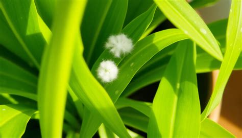 Identifying and Treating White Fluff on Indoor Plant Leaves – Idyl