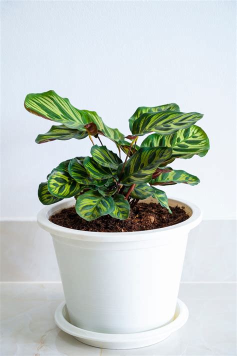 Small House Plants Low Light Best Houseplants: 9 Indoor Plants For Low