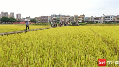 原创组图 | 海口：水稻成熟时，村民忙收割-新闻中心-南海网