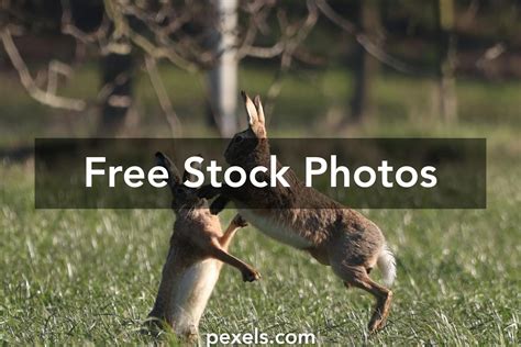 Boxing Animated 的图像结果