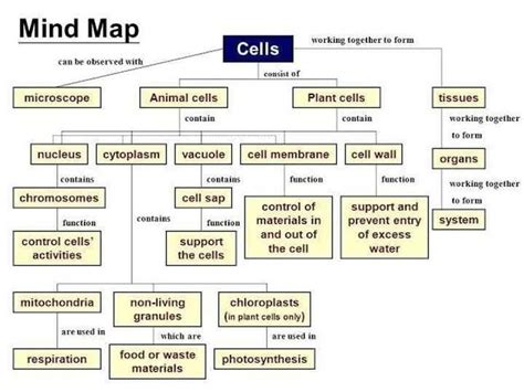Mind map for cell organs and their functions? - EduRev NEET Question