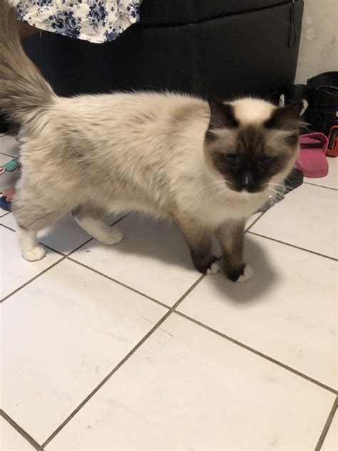 Siamese Persian Mix Cat