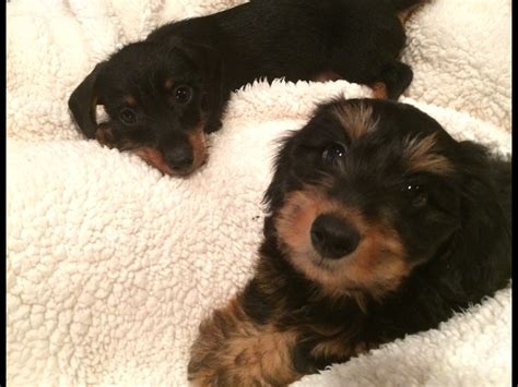 Ella Belle & Wilson 💕💙 Dachshunds Wire haired Silky wire hair | Canine ...