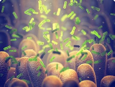 Yakult Light Mango Flavour - Yakult India