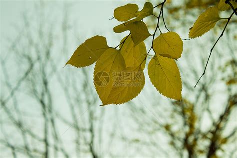 石灰树的秋叶孤独天气树木公园金子枝条悲伤雨滴薄雾叶子高清图片下载-正版图片322011354-摄图网