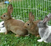Image result for Mitsuris Pet Rabbit