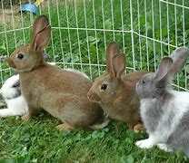 Image result for My Pet Rabbit