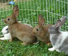 Image result for Common Rabbit