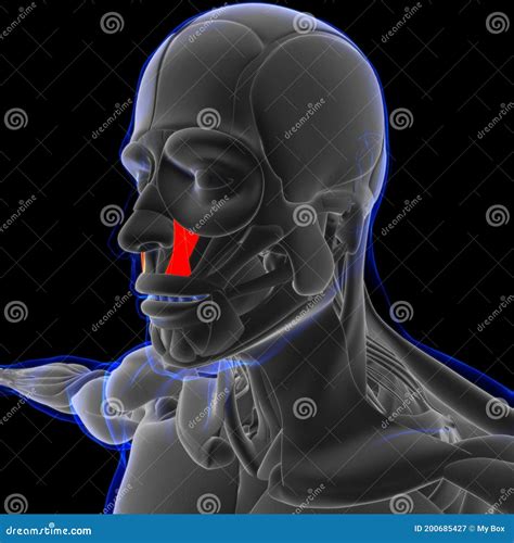 Levator Labii Superioris Muscle Anatomy for Medical Concept 3D Stock Illustration - Illustration ...