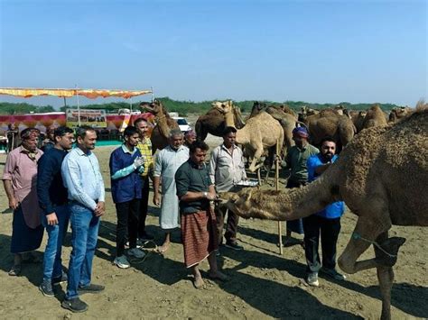 More than 300 dromedaries living on the coast of Khambhat were treated ...