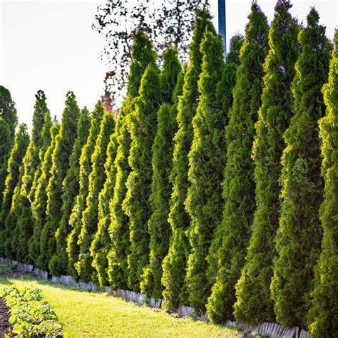 Buy American Pillar Arborvitae at Eva Howse blog