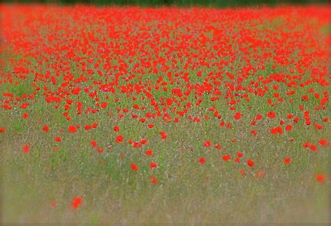 Poppy Field 2020 的图像结果