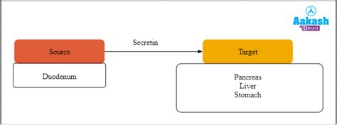 Intrinsic & Extrinsic Neural Regulation of Digestion | AESL