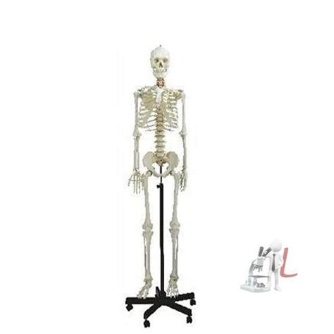 ARGLabs Human Skeleton Female Life Size Articulated – laboratorydeal