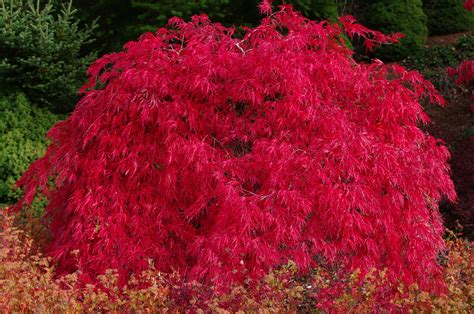 Dwarf Weeping Japanese Maple