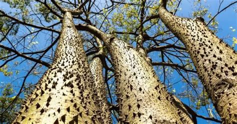 Image result for Sand Box Tree Pod Explosion