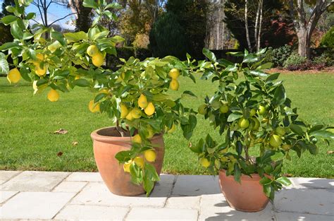 How to Grow Lemon Trees in Pots: (18 PROVEN Tips) – Tipy Pro Zdravi