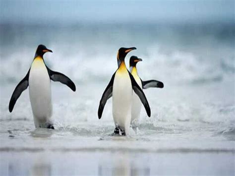 Top destinations to observe penguins in their natural habitat