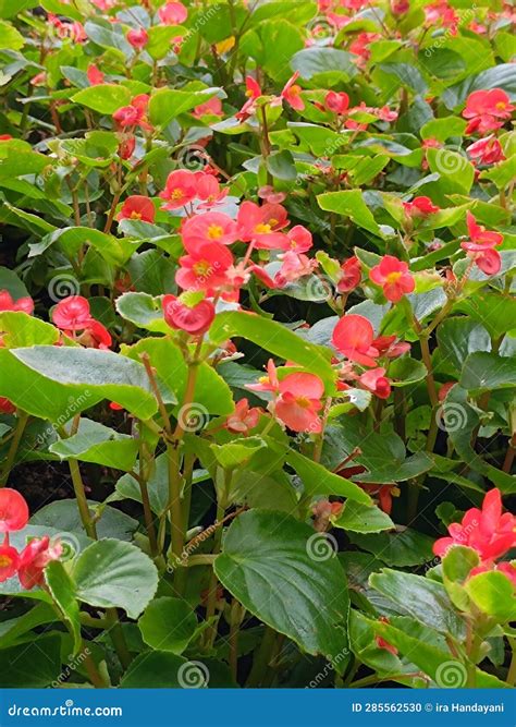 Begonia Semperflorens is the General Term Used To Call a Wide Variety ...