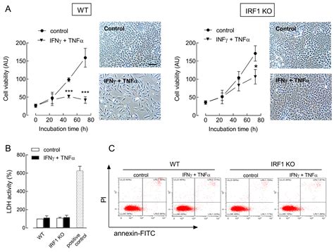 IRF1 Mediates Growth Arrest and the Induction of a Secretory Phenotype ...