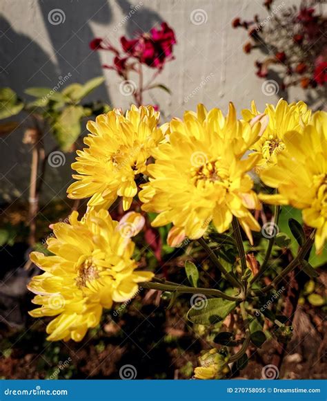 Flower 的图像结果