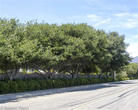 Quercus Agrifolia Coast Live Oak