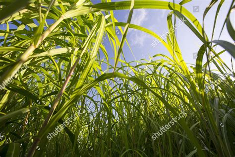 Elephant Grass
