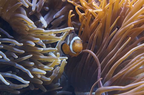 Free Images : nature, ocean, structure, sea animal, coral reef, invertebrate, marine life ...