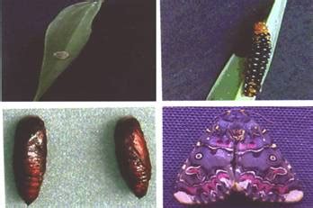 TNAU Agritech Portal :: Crop Protection