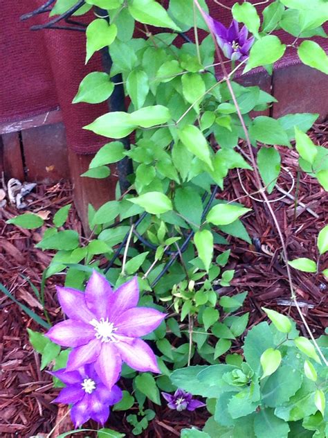 Clematis | Clematis, Plants, Perennials