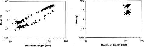 Image result for Shells Length
