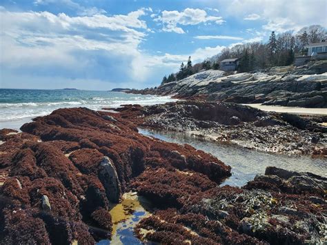 Are Dogs Allowed At Reid State Park Maine