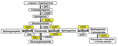 The Role of Sphingolipid Metabolism in Pregnancy-Associated Breast ...
