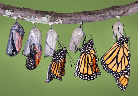 Monarch butterfly | Life Cycle, Caterpillar, Migration, Endangered ...