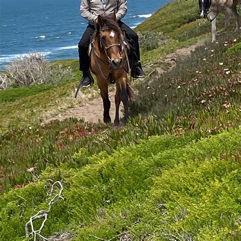OCEAN VIEW STABLES (2025) All You Need to Know BEFORE You Go (with ...