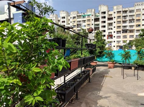 This Terrace Farm in Wanowrie Grows Organic Fruits & Veggies Year-Round ...