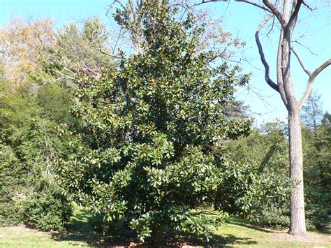 Magnolia grandiflora - Trees and Shrubs Online