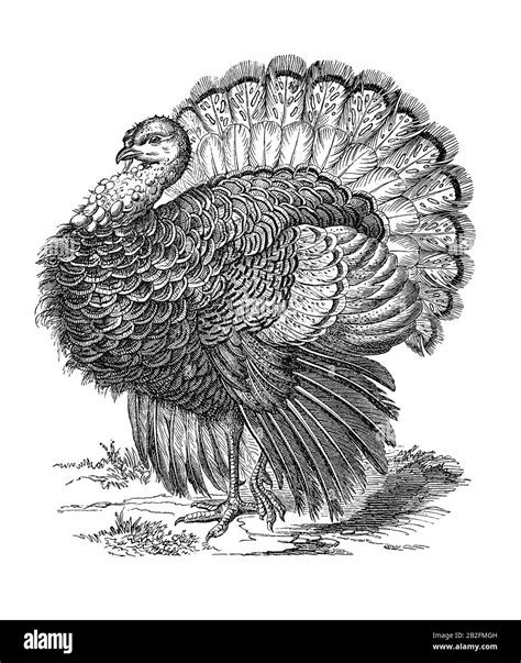 Black And White Turkey Sketch
