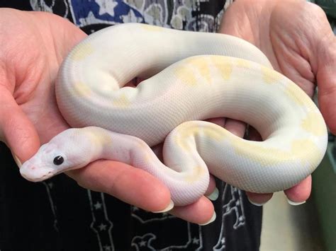 Image result for Super Fire Ball Python