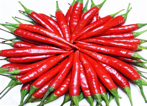 辣椒成熟期多少天 一般生长期是多长时间-植物说