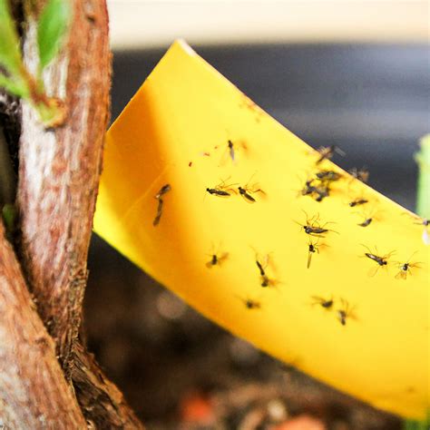Managing fungus gnats on indoor plants | Sage Garden