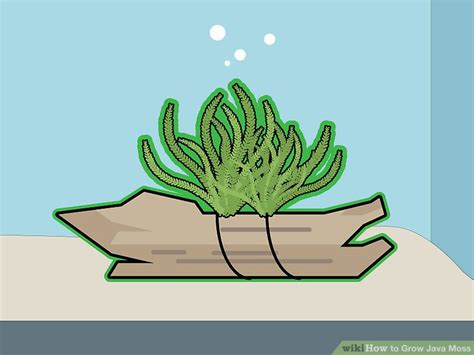 Image result for How Tall Do Java Moss Grow