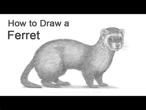 How To Draw a Ferret - YouTube