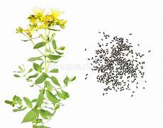 mosto fiore fiore semi e piantina di timo o serpyllum mosto fiore fiore semi e piantina di timo o serpyllum
