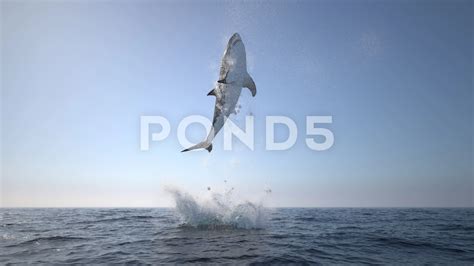 Great White Shark Jumping Out Of Water